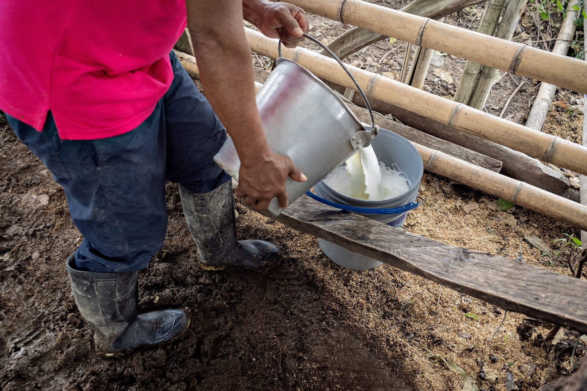Agricultor espalhando leite em balde após uma boa ordenha